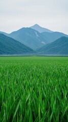 Fototapeta premium Breathtaking view of lush green rice fields against majestic mountain range under a soft cloudy sky