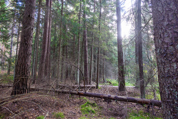 A fallen dry tree in a forest landscape.