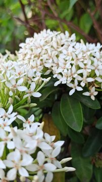 white ashoka flowers