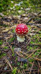 A Vibrant Red Mushroom Located Amidst Pine Needles in a Serene, Lush Forest Environment
