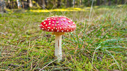 A Vibrant Red Mushroom Located Amidst Pine Needles in a Serene, Lush Forest Environment