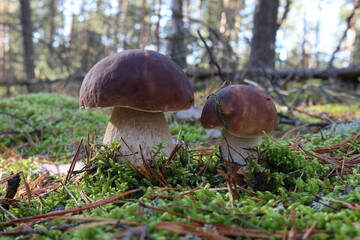 mushrooms in the forest