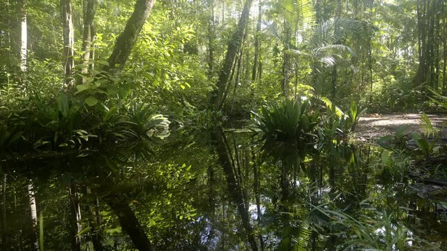Still creek water in the middle of thick amazone rain forest jungle