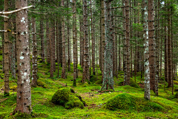 Fototapeta premium Scandinavian Pine Forest #2, Norway