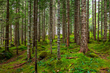 Obraz premium Scandinavian Pine Forest #1, Norway