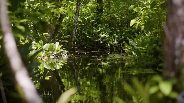 Creek water in the middle of thick amazone rain forest jungle