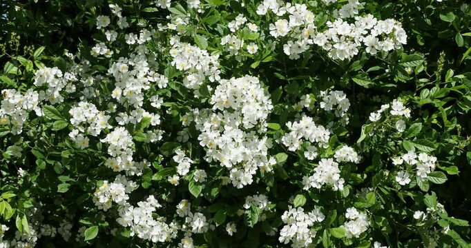 Wide busche of Rosa multiflora or Japanese rose shrub with white flowering on stout arching stems clothed with shiny green foliage