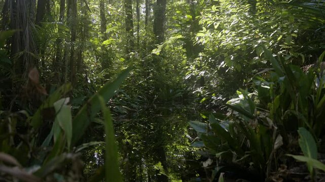Still dark creek water in the middle of thick amazone rain forest jungle