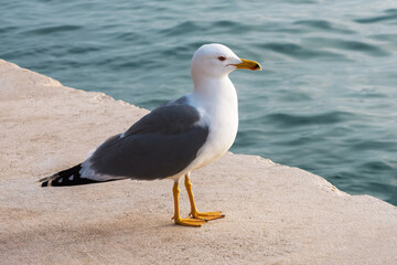 Obraz premium Seagull on the pier in Venice