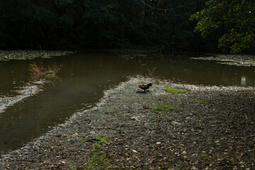 Dirty pond in a forest