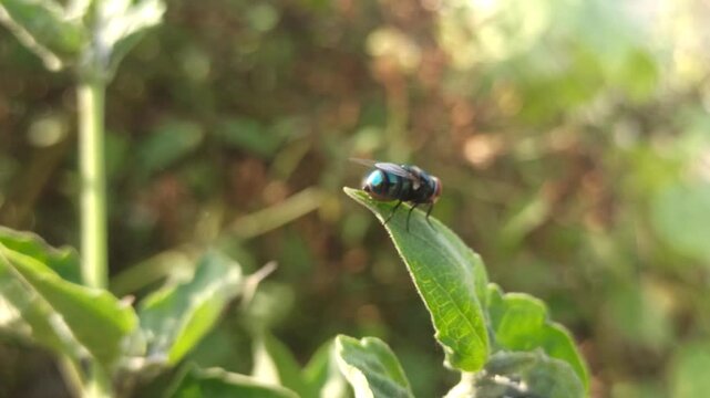 the fly on leaf