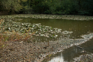 Dirty pond in a forest