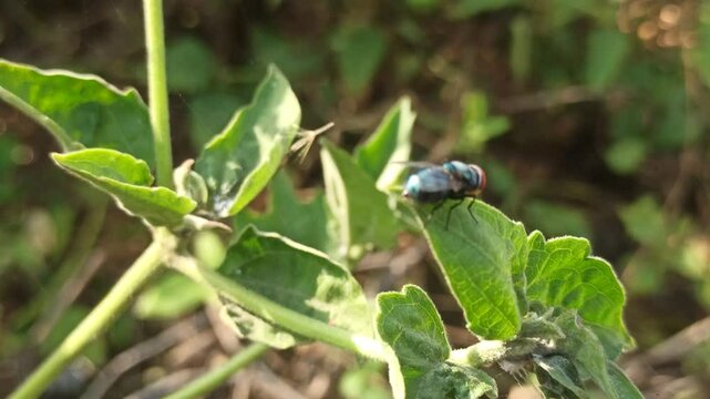 the fly on leaf