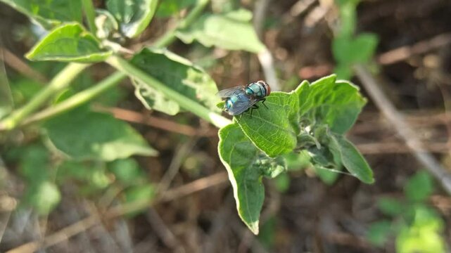 the fly on leaf