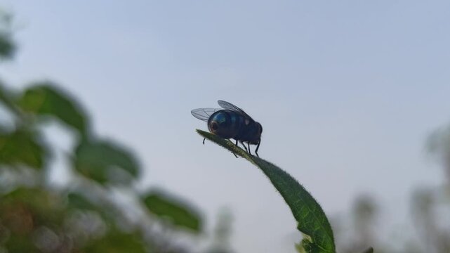 the fly on leaf