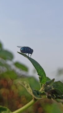 the fly on leaf