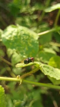the fly on leaf