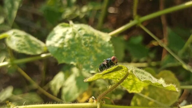 the fly on leaf