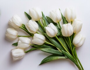 White tulips arranged on a white background