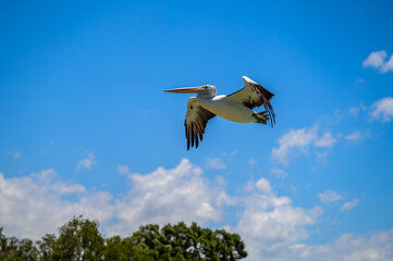 The photo was taken in Swansea Channel, Australia