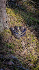 The Serene Snake Relaxing and Basking in the Gentle and Warm Light of the Forests Lush Environment