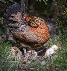Fluffy chicks and mother hen preening under the trees. Haruru Falls area. Bay of Islands.