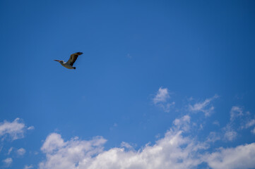 Obraz premium The photo was taken in Swansea Channel, Australia