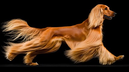 Naklejka premium Regal Afghan Hound with Long Flowing Silky Fur Captured in a Striking Studio Portrait This Elegant and Proud Canine Breed Exudes a Sense of Grace and Beauty