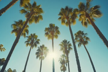 Los Angeles Palm Tree Avenue. Stunning Low Angle Shot with Sun Rays and Blue Sky