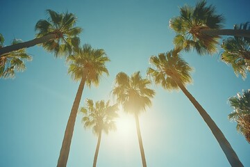 Los Angeles Palm Trees under Sunshine at Beverly Hills Street