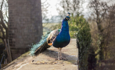 Indian Peafowl male,commonly known as a Peacock 'Pavo cristatus' in the English countryside.