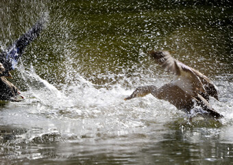 Fototapeta premium 飛沫