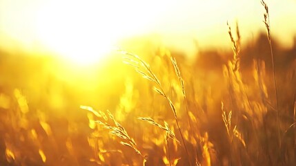 Stunning photograph showcasing a tranquil prairie landscape with golden grasses swaying in the gentle breeze creating a serene and calming natural environment