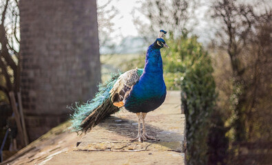 Indian Peafowl male,commonly known as a Peacock 'Pavo cristatus' in the English countryside.
