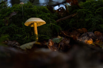 Aufnahme eines Pilzes  freistehend im Wald zur Herbstzeit.