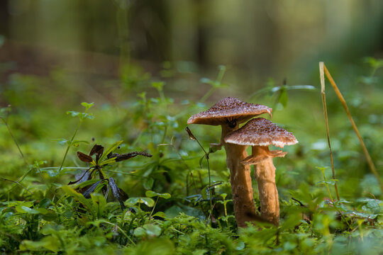 Aufnahme einer Gruppe von Pilzen im wald freigestellt, zur Herbstzeit.
