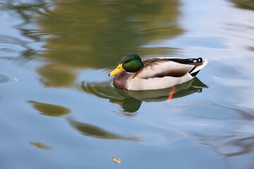A duck is swimming in a lake. The water is calm and clear. The duck is the main focus of the image