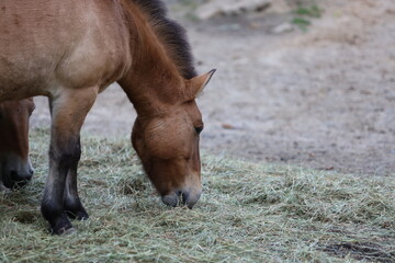 Fototapeta premium A small brown horse is grazing on some grass in a field. The scene is serene and tranquil, with the horse calmly eating its meal. The grass is lush and green