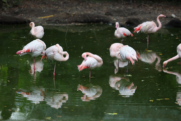 A group of flamingos are in a pond. The water is green and the birds are pink