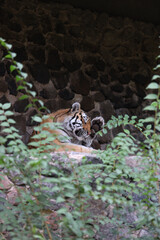A tiger is laying on a rock in a zoo enclosure. The tiger is looking at the camera