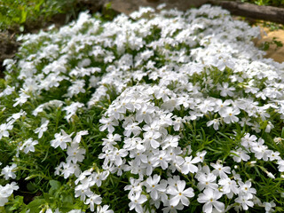 blooming white creeping moss phlox plant