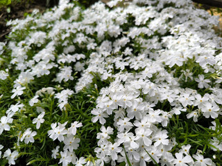 blooming white creeping moss phlox plant