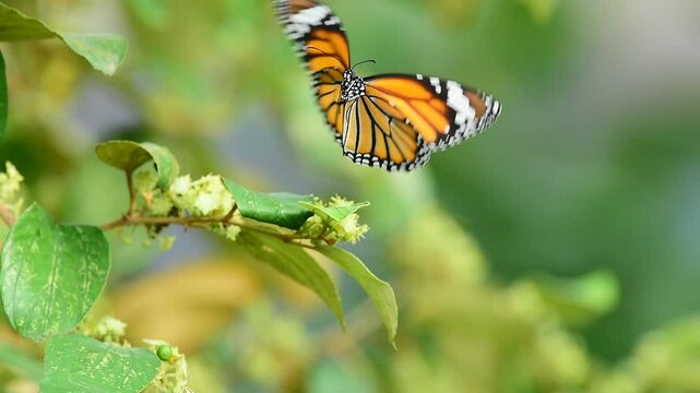 honey collecting by butterfly , waps and insects on flower and plant