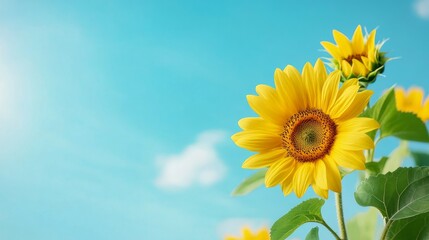 Obraz premium Bright sunflowers blooming under a clear blue sky
