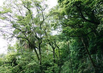 Fototapeta premium trees in the forest of hong kong