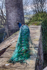 Obraz premium Indian Peafowl male,commonly known as a Peacock 'Pavo cristatus' in the English countryside.