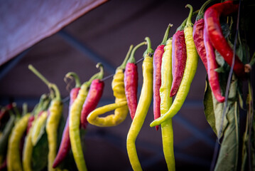 Red and green chilli peppers hanging on a rope. Chili pepper air drying process.