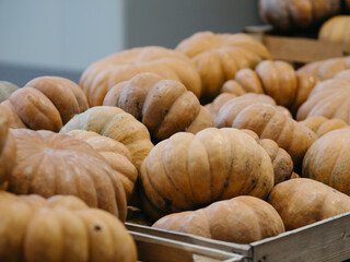 pumpkins in a market