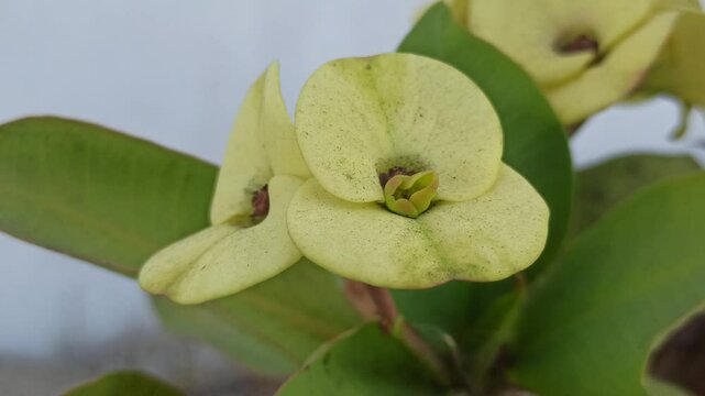 Euphorbia milii yellow