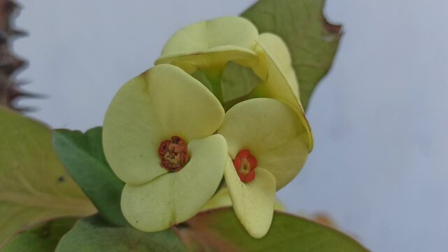 Euphorbia milii yellow